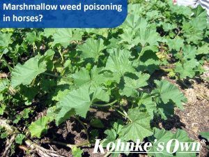 Marshmallow Weed